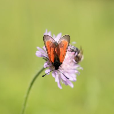 Zygaena purpuralis/minos (vřetenuška mateřídoušková/přehlížená), NPP Švařec