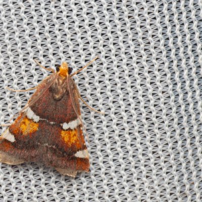 Pyralis regalis (zavíječ nádherný), NPR Mohelenská hadcová step