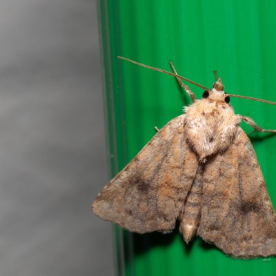 Atypha pulmonaris (blýskavka plicníková), HR, Krasno