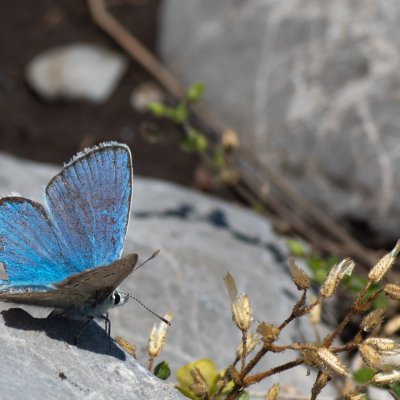 Polyommatus dorylas (modrásek komonicový), HR, Velika kosa, Velebit