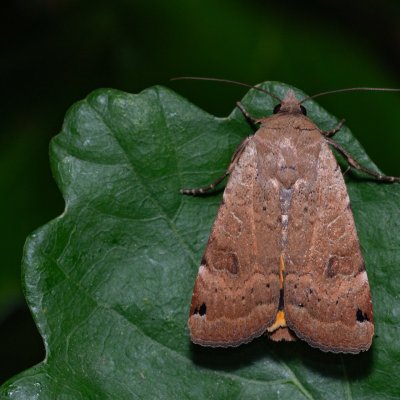 Noctua interposita (osenice přehlížená), Žebětín