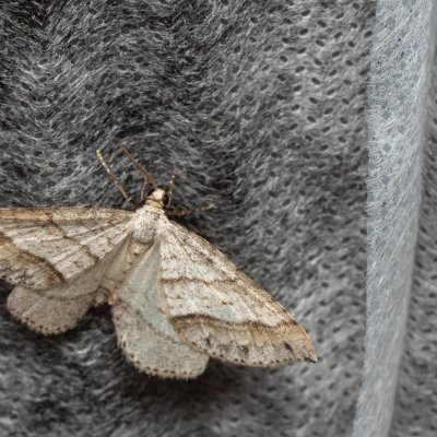 Mesotype parallelolineata (píďalka pampelišková), jeskyně Výpustek