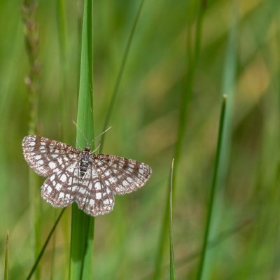 Chiasmia clathrata (kropenatec jetelový), Střelecký kopec