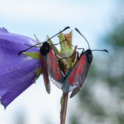 Zygaena purpuralis/minos (vřetenuška mateřídoušková/přehlížená), SK, Nová Polianka