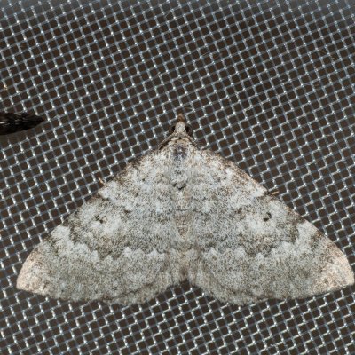 Scotopteryx bipunctaria (vlnočárník ožankový), HR, Krasno