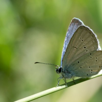 Cupido decoloratus (modrásek tolicový), SK, Štôla
