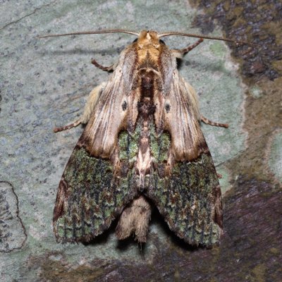 Chadisra bipars (-), TH, Khao Sok