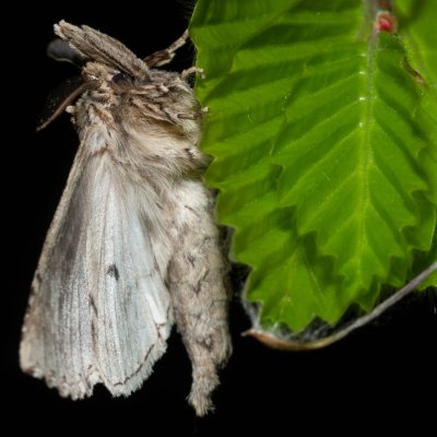 Pterostoma palpinum (hřbetozubec dvouzubý), Kývalka