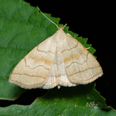 Herminia tarsicrinalis (žlutavka vějířová), PR Kamenný vrch