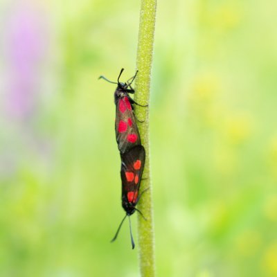 Zygaena viciae (vřetenuška komonicová), PP Obůrky - Třeštěnec