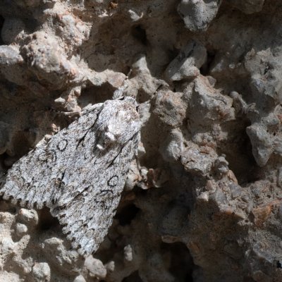 Acronicta aceris (šípověnka maďalová), HR, Jablanac