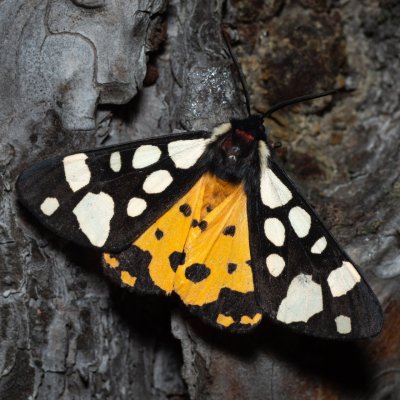 Arctia villica (přástevník špenátový), Kobylí