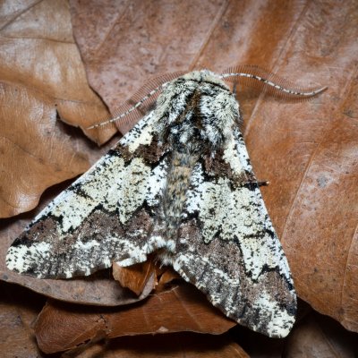 Biston strataria (drsnokřídlec lipový), Kývalka