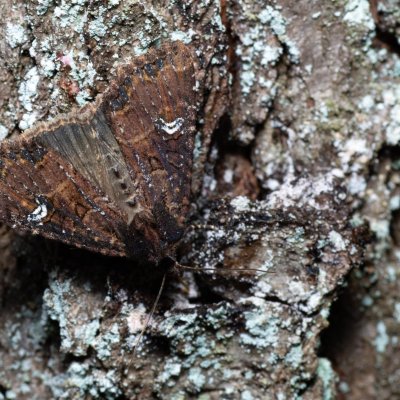 Mesapamea secalis/secalella (šedavka/přehlížená), Žebětín