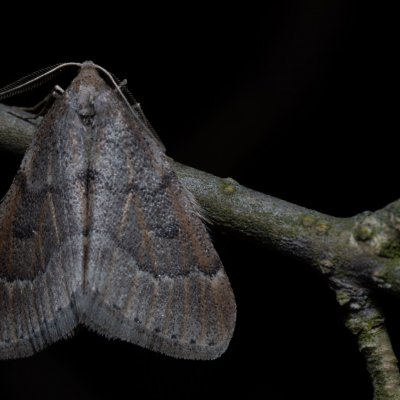 Theria rupicapraria (tmavoskvrnáč březnový), PR Kamenný vrch