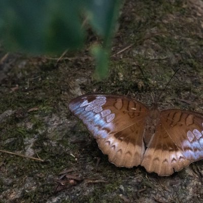 Euthalia monina (-), TH, Khao Sok