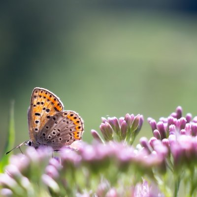 Lycaena tityrus (ohniváček černoskvrnný), Daremní