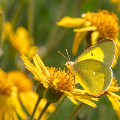 Colias palaeno (žluťásek borůvkový), PP Pohoří na Šumavě