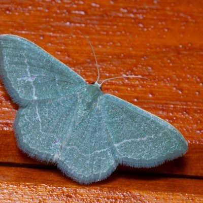 Chlorissa etruscaria (zelenopláštník smldníkový), HR, Jablanac