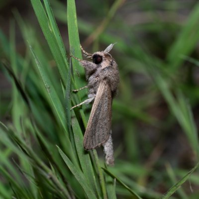 Phragmataecia castanea (drvopleň rákosový), Hrabětice