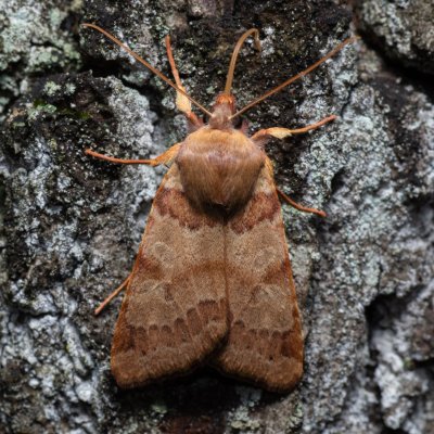 Agrochola helvola (polnice hnědá), Žebětín