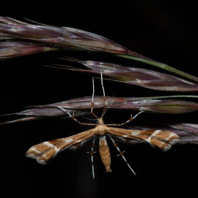 Cnaemidophorus rhododactyla (pernatuška šípková), NPP Stránská skála