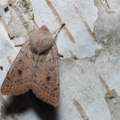 Orthosia gracilis (jarnice hladká), Augšperský potok
