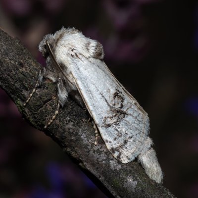 Parahypopta caestrum (drvopleň chřestový), NPP Pouzdřanská step - Kolby