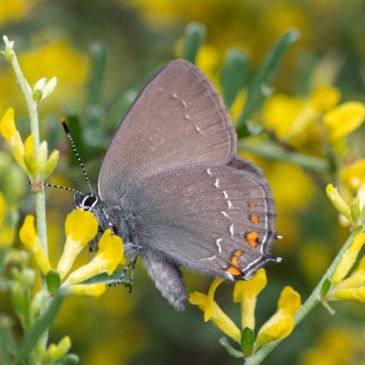 Satyrium ilicis (ostruháček česvinový), GR, Arakli, Korfu