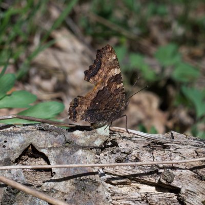 Nymphalis polychloros (babočka jilmová), Hardegg