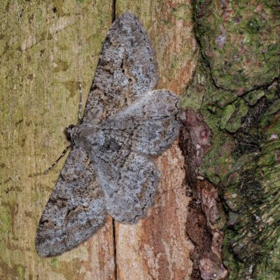 Alcis repandata (různorožec vrbový), Velký Javorník