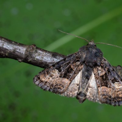 Euplexia lucipara (blýskavka ostružiníková), Žebětín