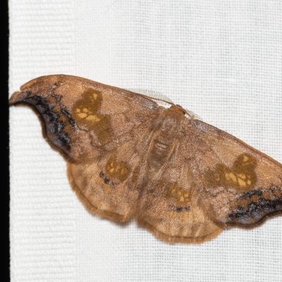 Sabra harpagula (srpokřídlec lipový), Kývalka