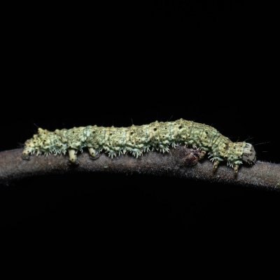 Laspeyria flexula (lišejnice šedá), PR Kamenný vrch