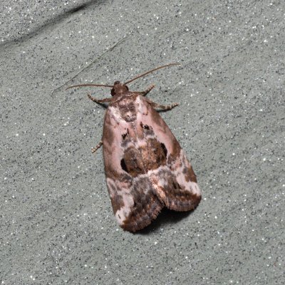 Elaphria venustula (blýskavka narůžovělá), Kývalka