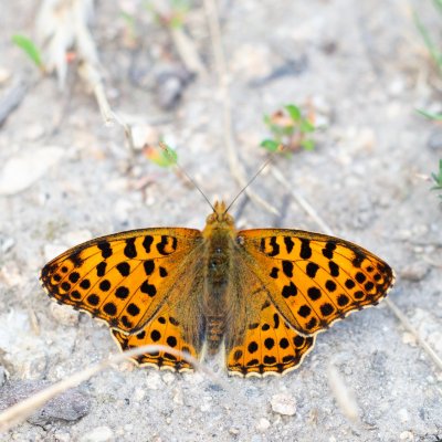 Issoria lathonia (perleťovec malý), Havranické vřesoviště