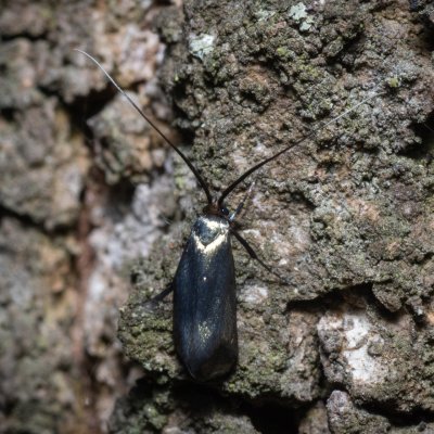 Adela reaumurella (adéla zelená), Žebětín