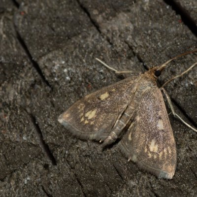 Anania stachydalis (zavíječ čistcový), NS Bučín