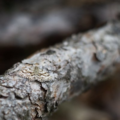 Ematurga atomaria (tmavoskvrnáč vřesový), Zadní Hády