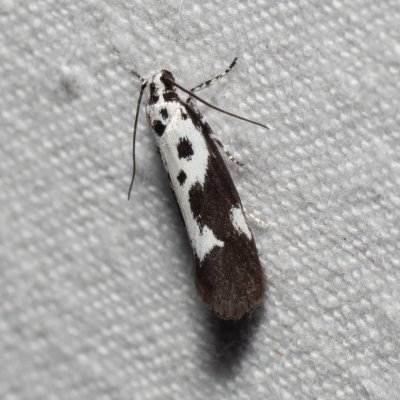 Ethmia quadrillella (skvrnuška lesní), Kývalka