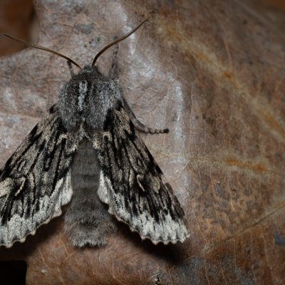 Brachionycha nubeculosa (dřevobarvec jarní), Kývalka
