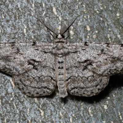 Hypomecis roboraria (různorožec dubový), NS Bučín