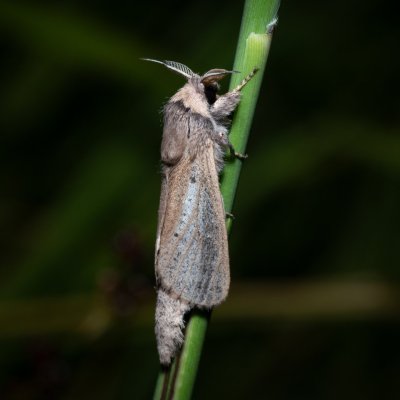 Phragmataecia castanea (drvopleň rákosový), Hrabětice