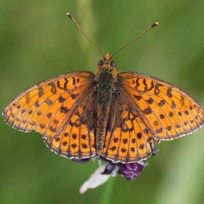 Brenthis hecate (perleťovec dvouřadý), NPR Čertoryje