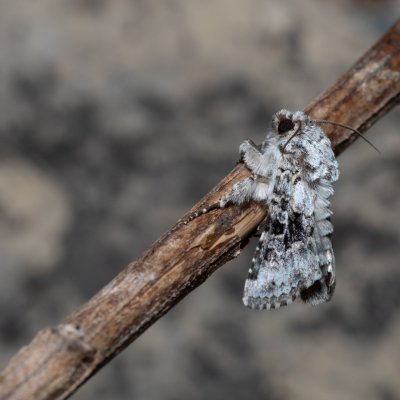 Hecatera bicolorata (můra jestřábníková), Hády