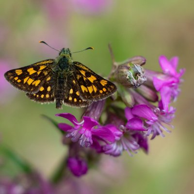 Carterocephalus palaemon (soumračník jitrocelový), Podkomorské lesy