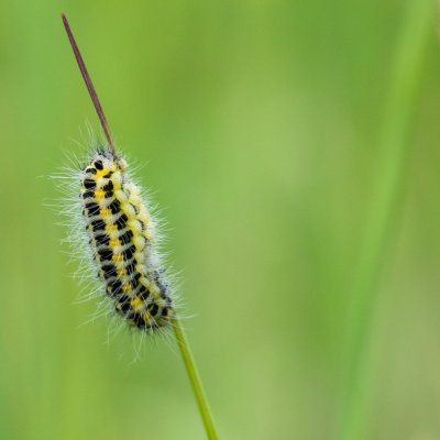Zygaena lonicerae (vřetenuška pětitečná), SK, Štôla