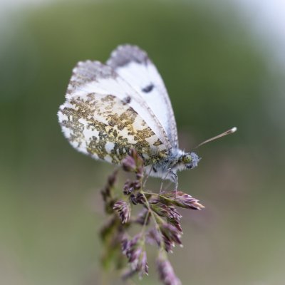 Anthocharis cardamines (bělásek řeřichový), PP Kozének
