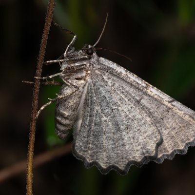Odontognophos dumetata (šerokřídlec trnkový), PP Kamenice u Hlohovce
