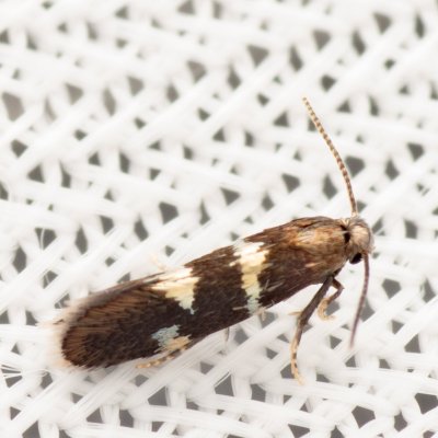 Antispila treitschkiella (bronzovníček dřínový), Hády